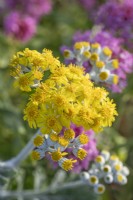 Jacobaea maritima - Silver Ragwort - flowering in Summer - June