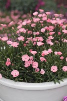 Dianthus 'Peach Party' in white pot