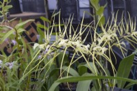 Brassia verrucosa var. Majus, June