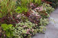 Annuals and perennials in border