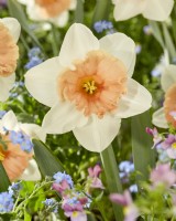 Narcissus Roseanna